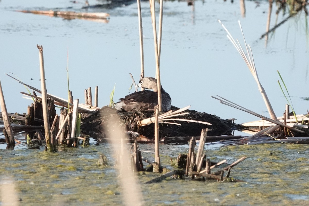 Pied-billed Grebe - ML619997756