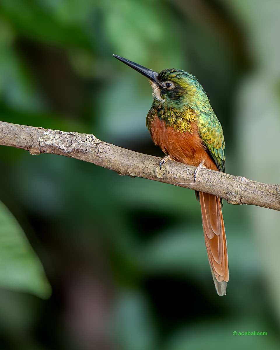 Jacamar à queue rousse - ML619997768