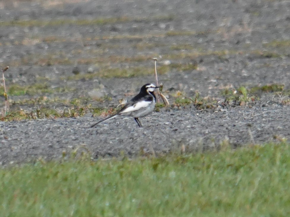White Wagtail (Black-backed) - ML619997773