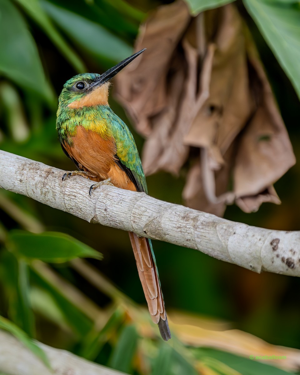 Jacamar à queue rousse - ML619997779