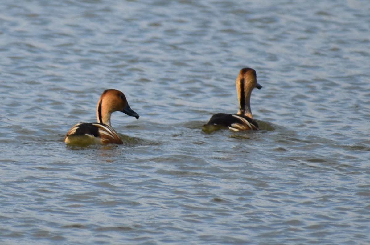 Fulvous Whistling-Duck - ML619997780