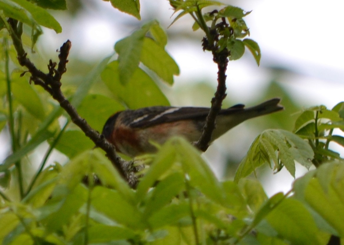 Bay-breasted Warbler - ML619997781
