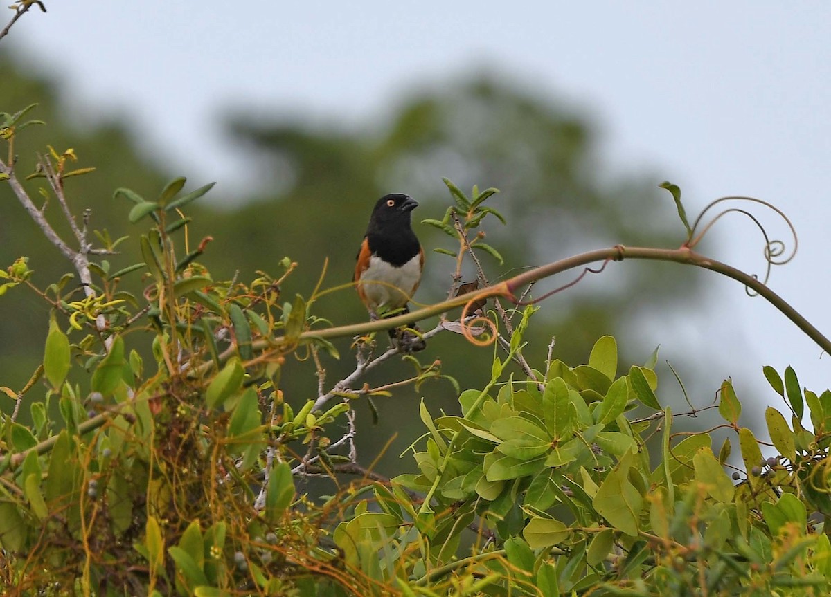 Eastern Towhee (White-eyed) - ML619997788