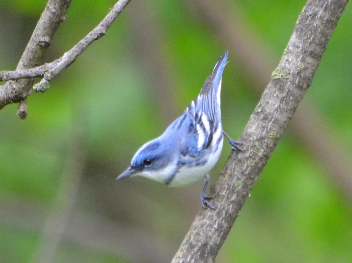 Blauwaldsänger - ML619997793