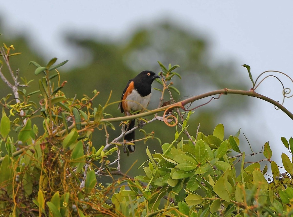 Eastern Towhee (White-eyed) - ML619997795