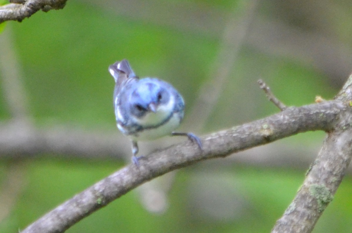 Blauwaldsänger - ML619997797