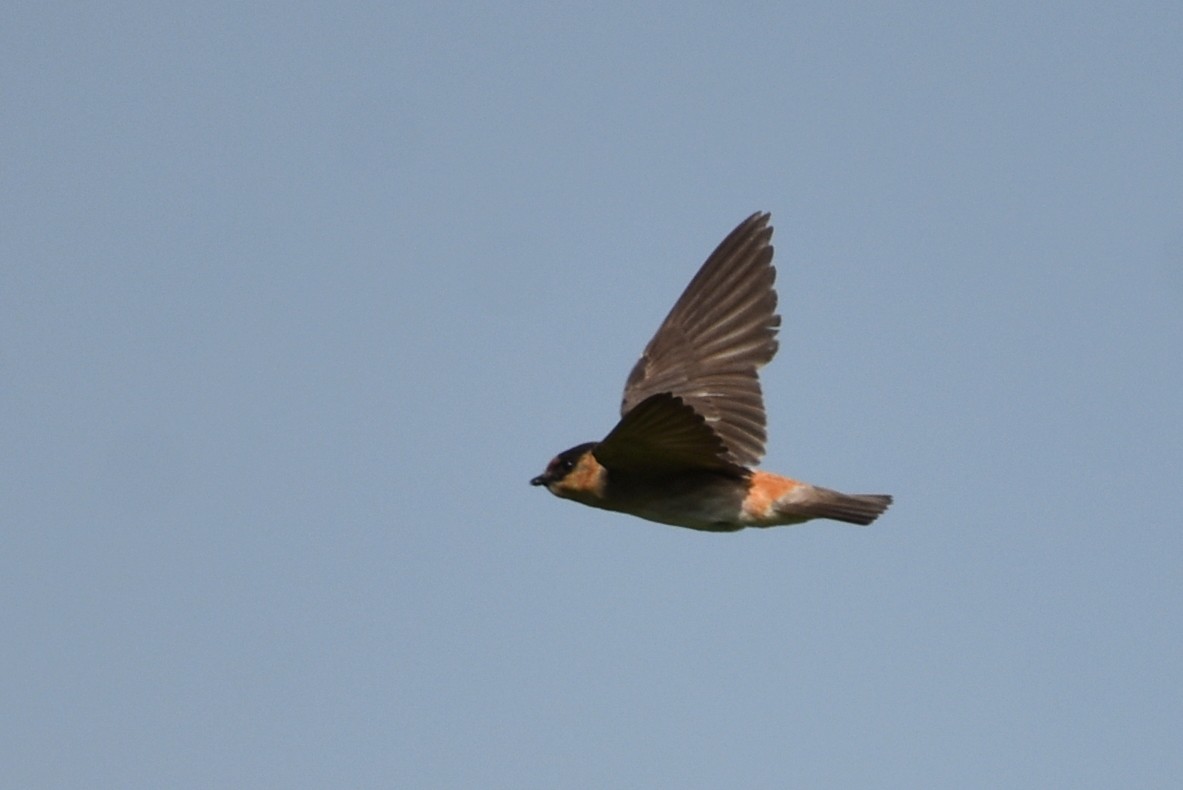 Cave Swallow - ML619997798