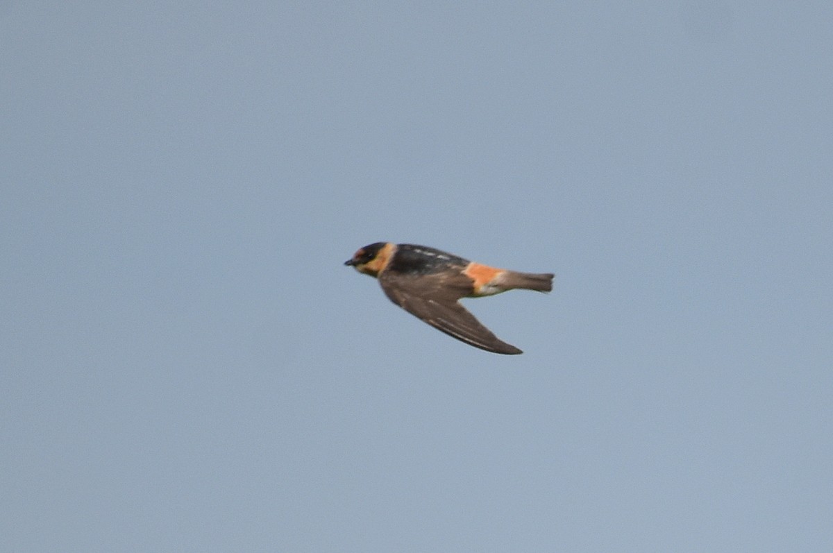 Cave Swallow - ML619997803