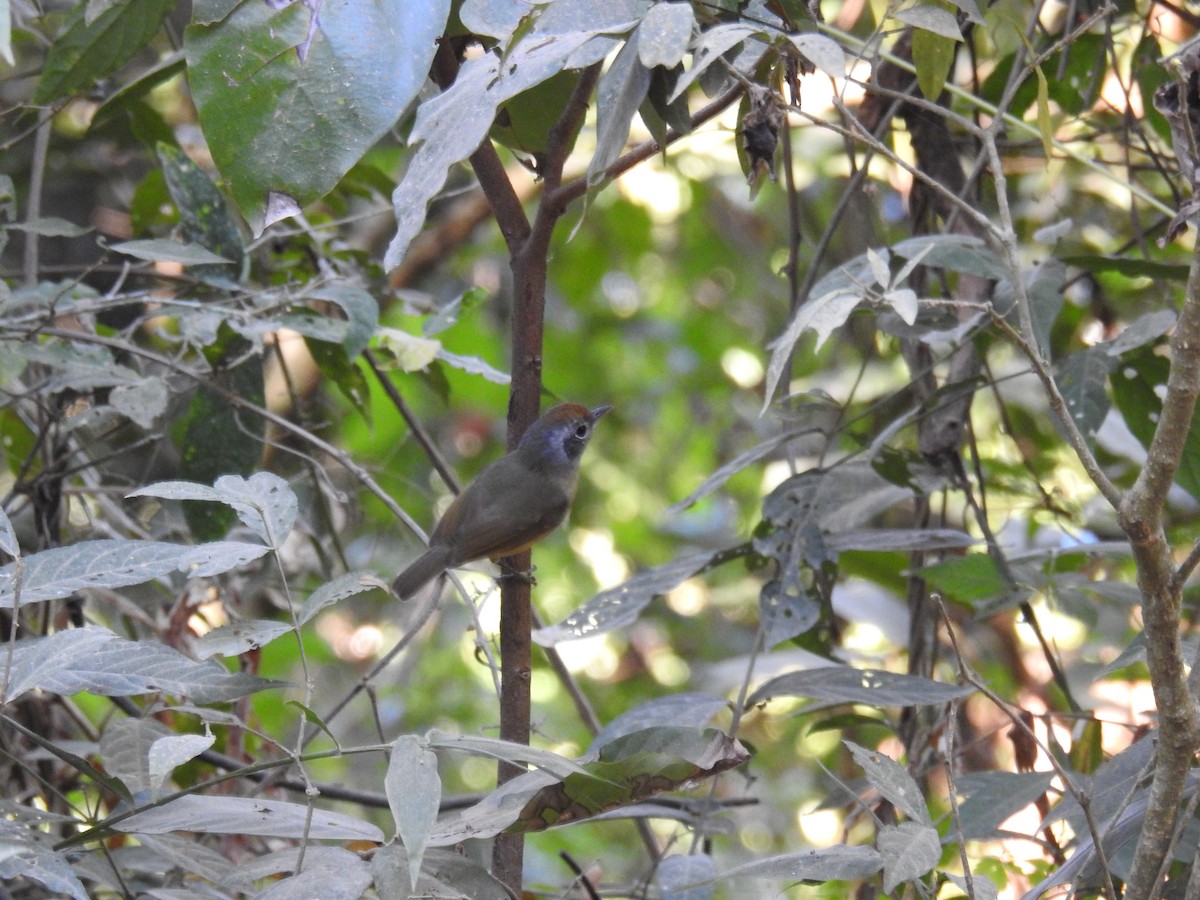 Olivgrau-Ameisenvogel - ML619997816