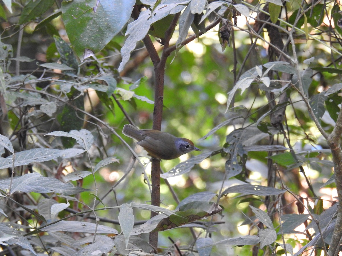 Olivgrau-Ameisenvogel - ML619997817