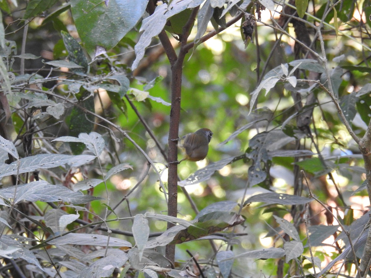 Olivgrau-Ameisenvogel - ML619997818