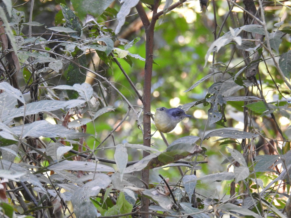 Olivgrau-Ameisenvogel - ML619997820