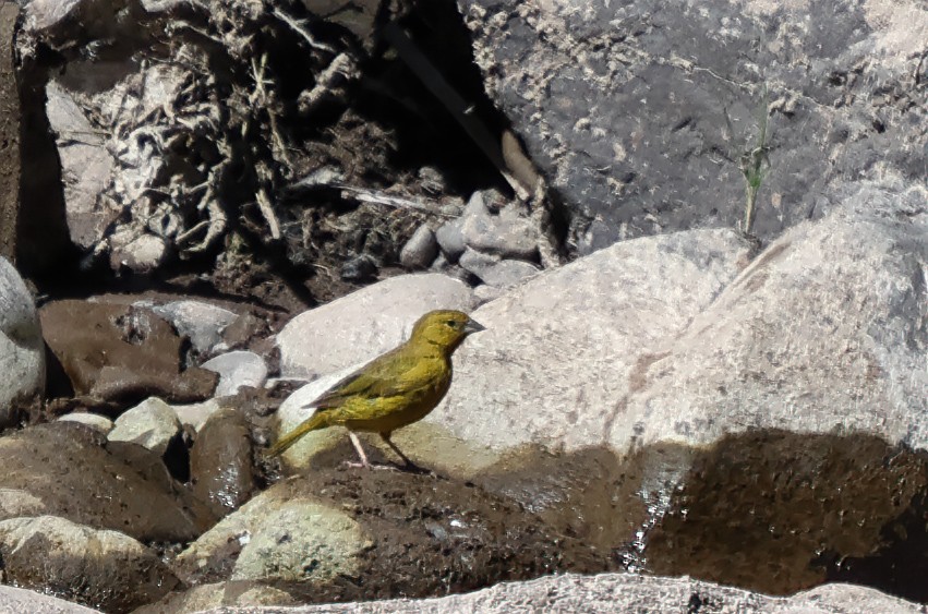 Greenish Yellow-Finch - ML619997833