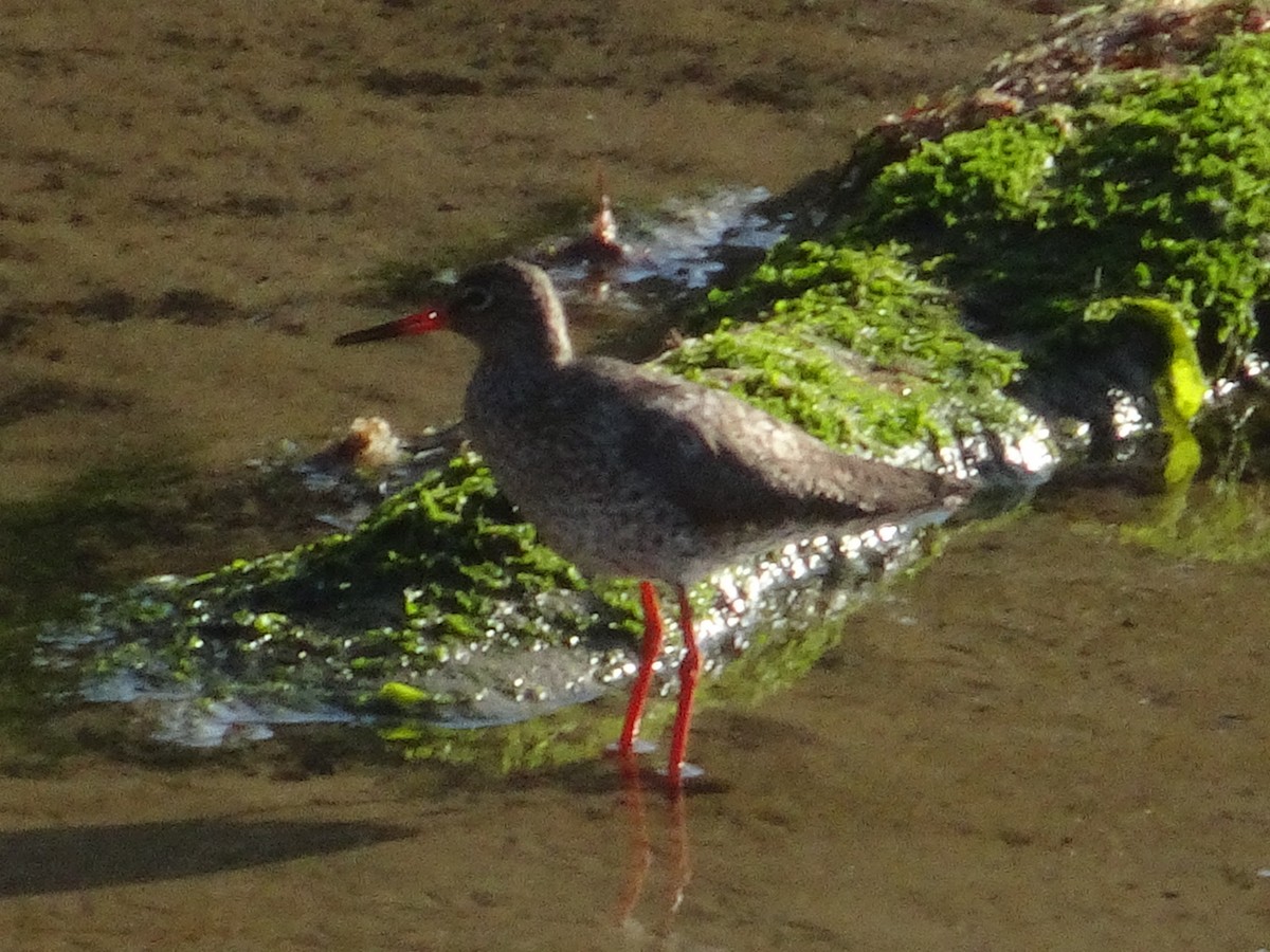 Common Redshank - ML619997846