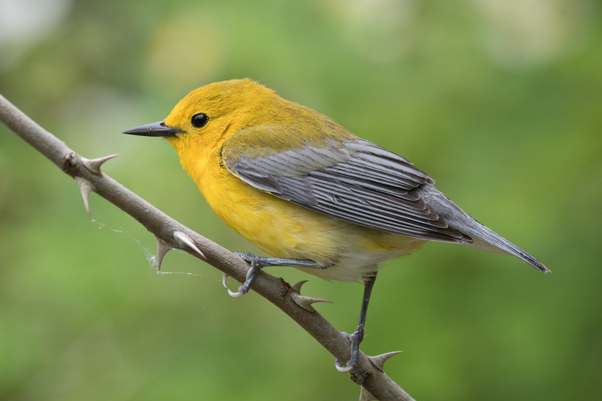 Prothonotary Warbler - ML619997847