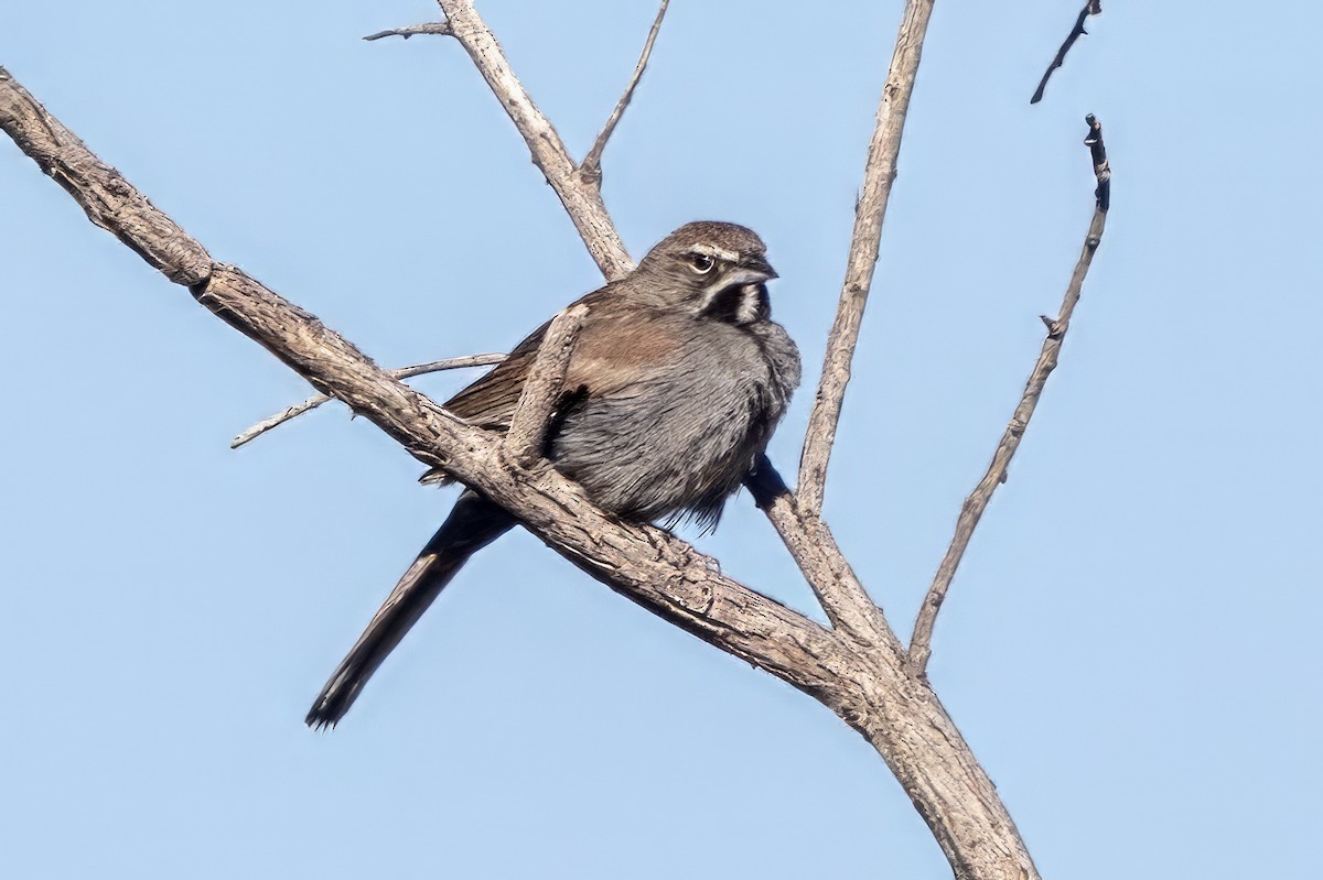 Five-striped Sparrow - ML619997855