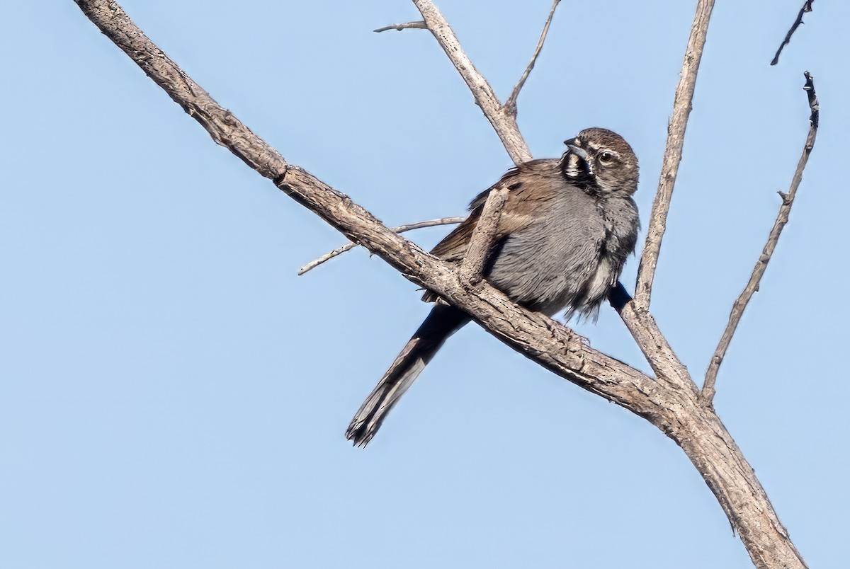 Five-striped Sparrow - ML619997856