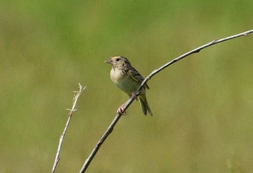 Grasshopper Sparrow - ML619997857