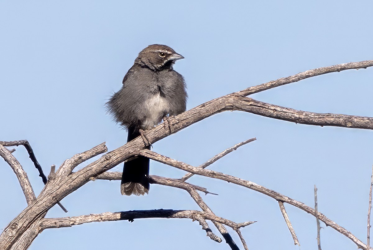 Five-striped Sparrow - ML619997859