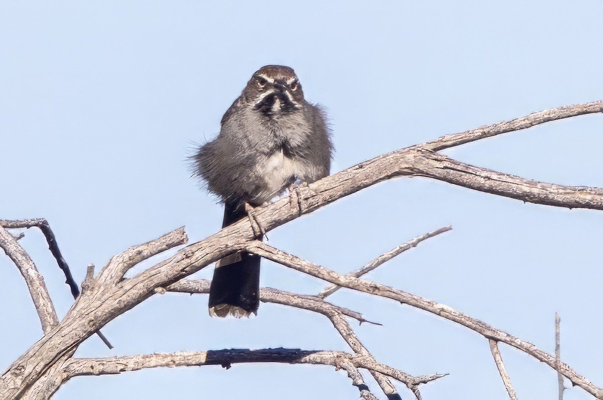 Five-striped Sparrow - ML619997860