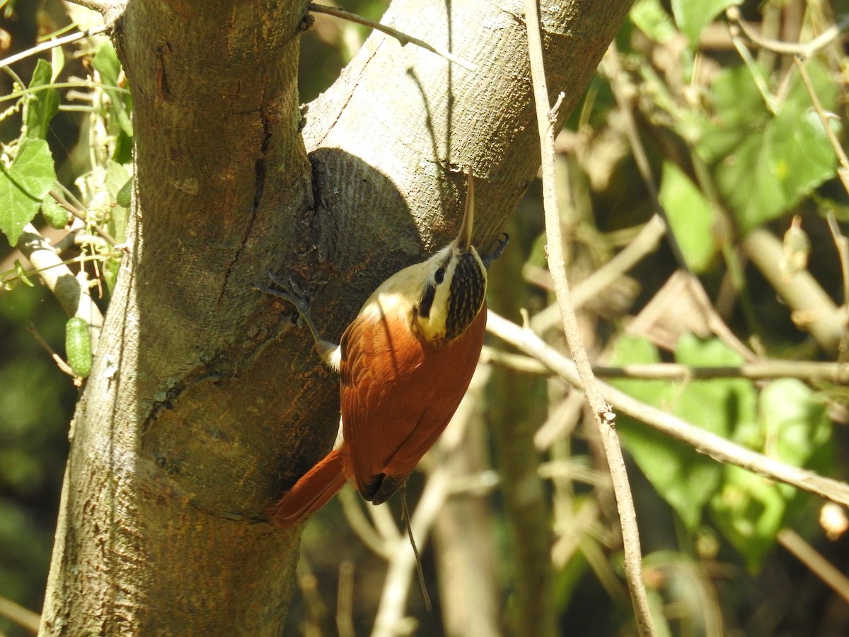 Narrow-billed Woodcreeper - ML619997862