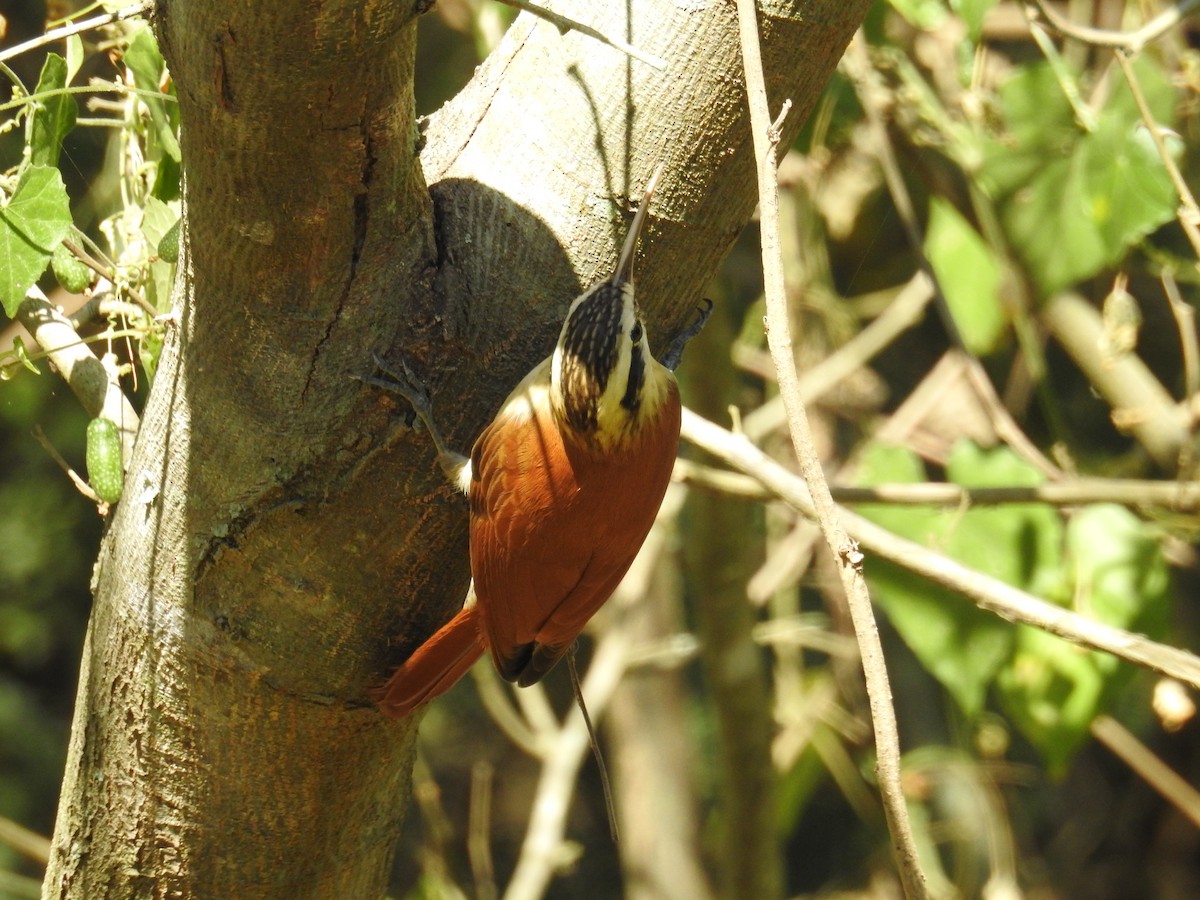 Narrow-billed Woodcreeper - ML619997863