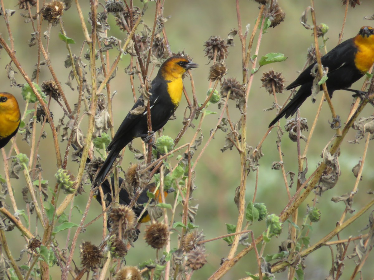 Yellow-headed Blackbird - ML619997865