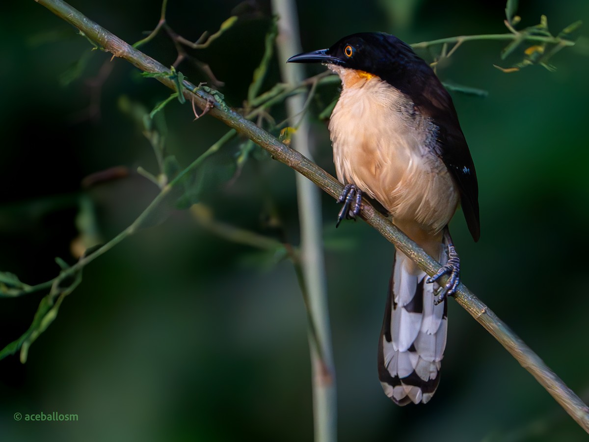 Black-capped Donacobius - ML619997866