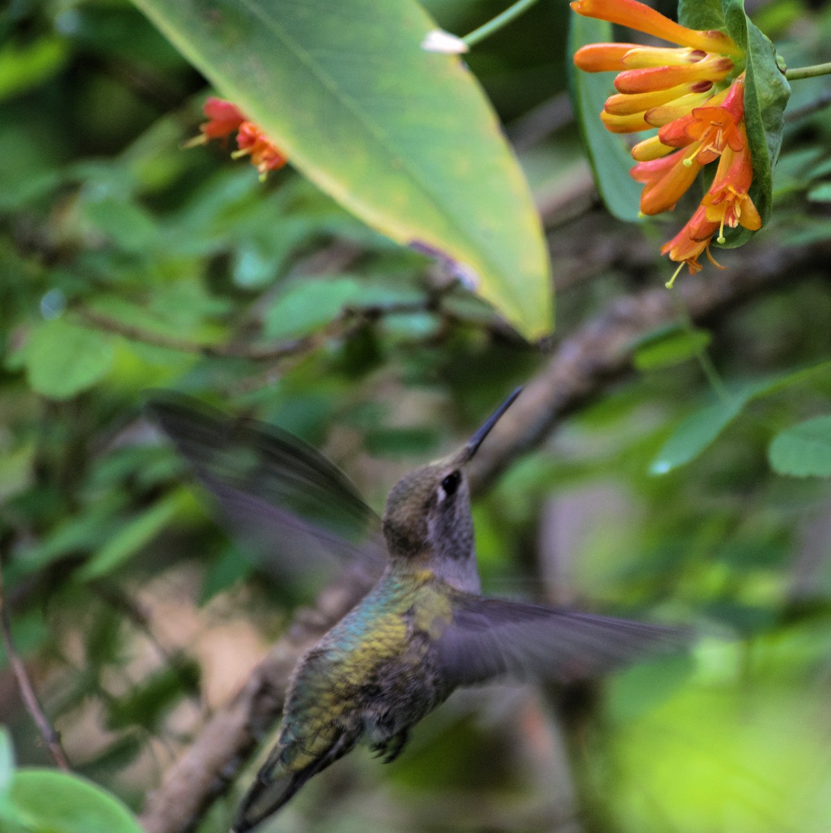 Anna's Hummingbird - ML619997869