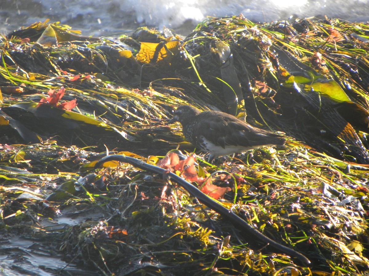 Black Turnstone - ML619997874