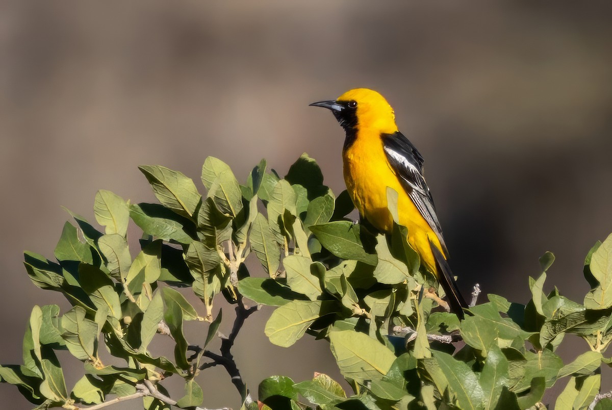 Hooded Oriole - ML619997875