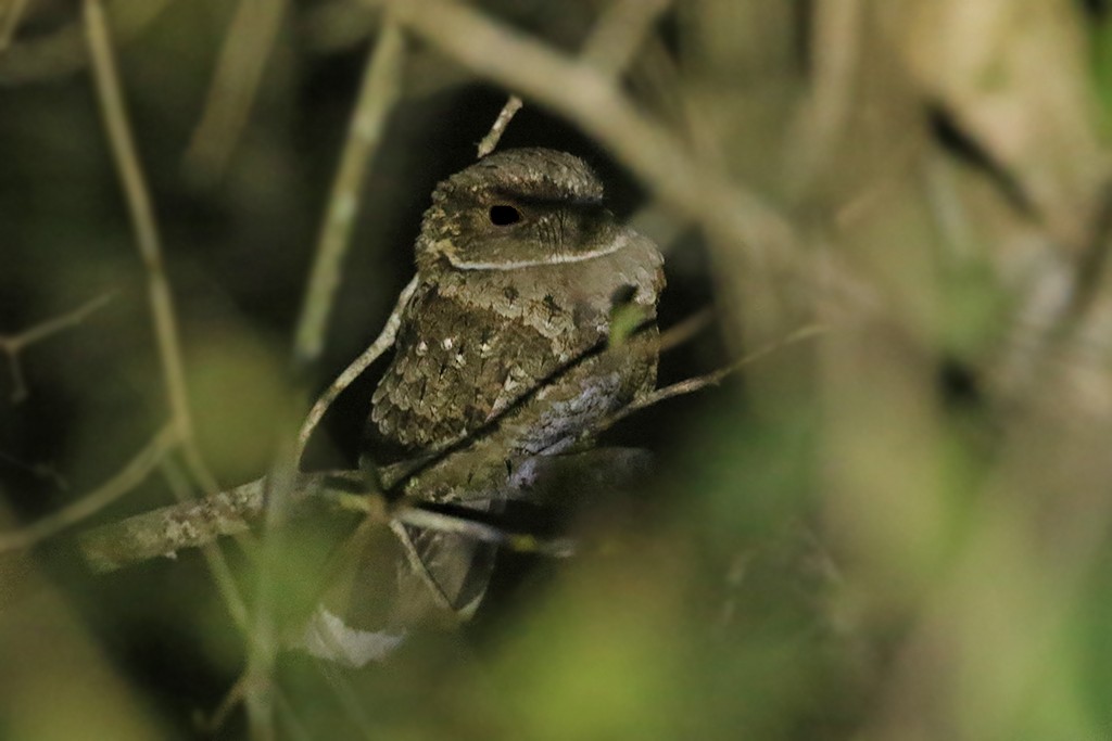 Yucatan Poorwill - ML619997879