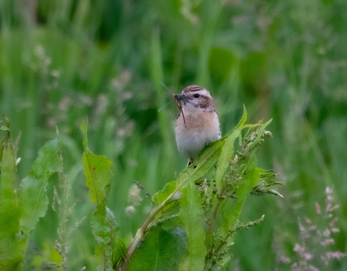 Whinchat - ML619997883