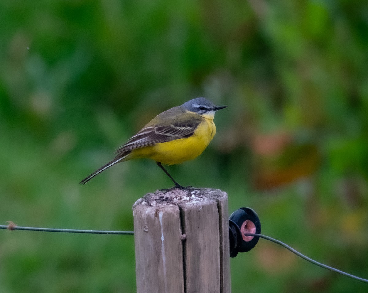 Western Yellow Wagtail - ML619997888