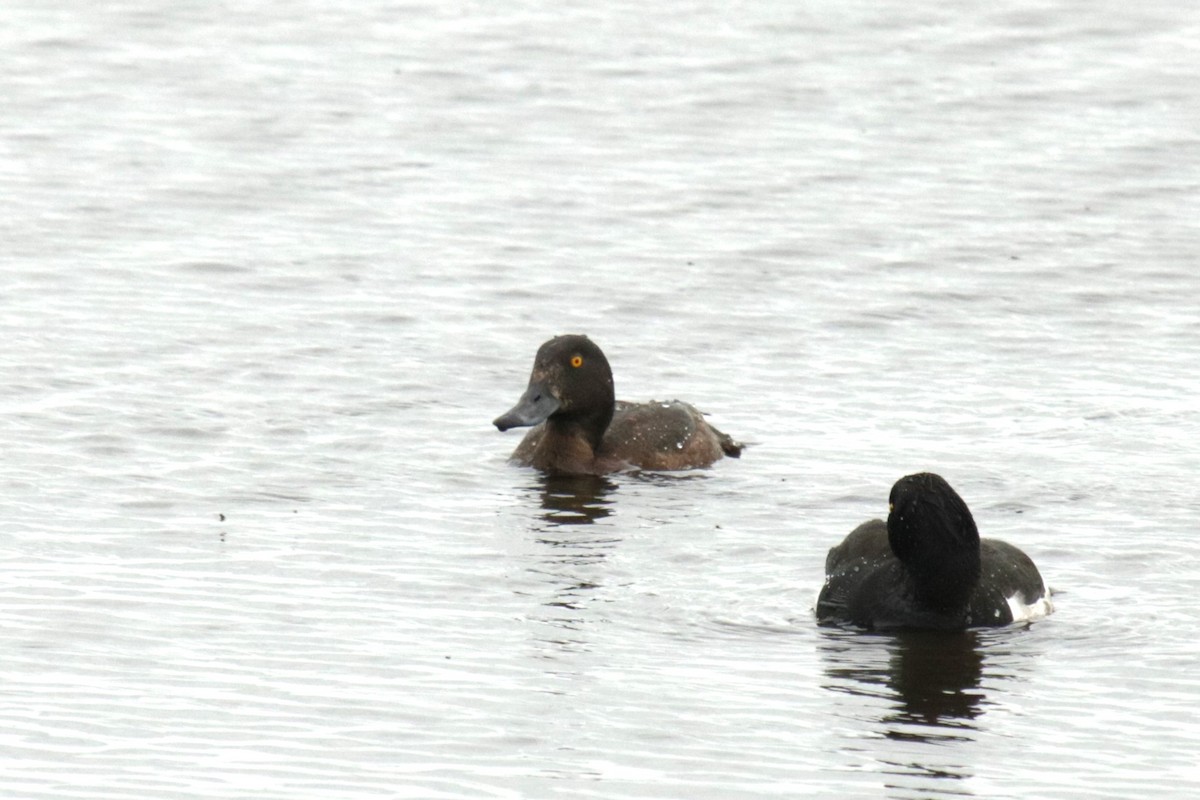 Tufted Duck - ML619997918