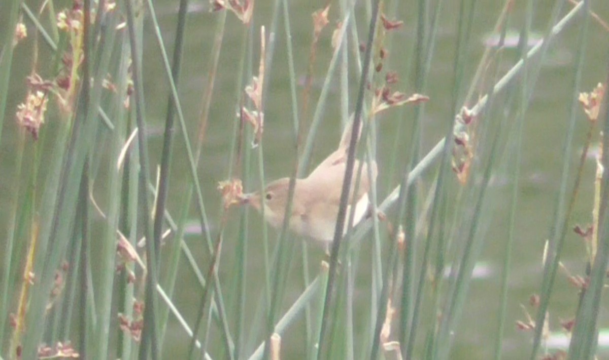 Common Reed Warbler - ML619997919