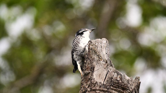 American Three-toed Woodpecker - ML619997931