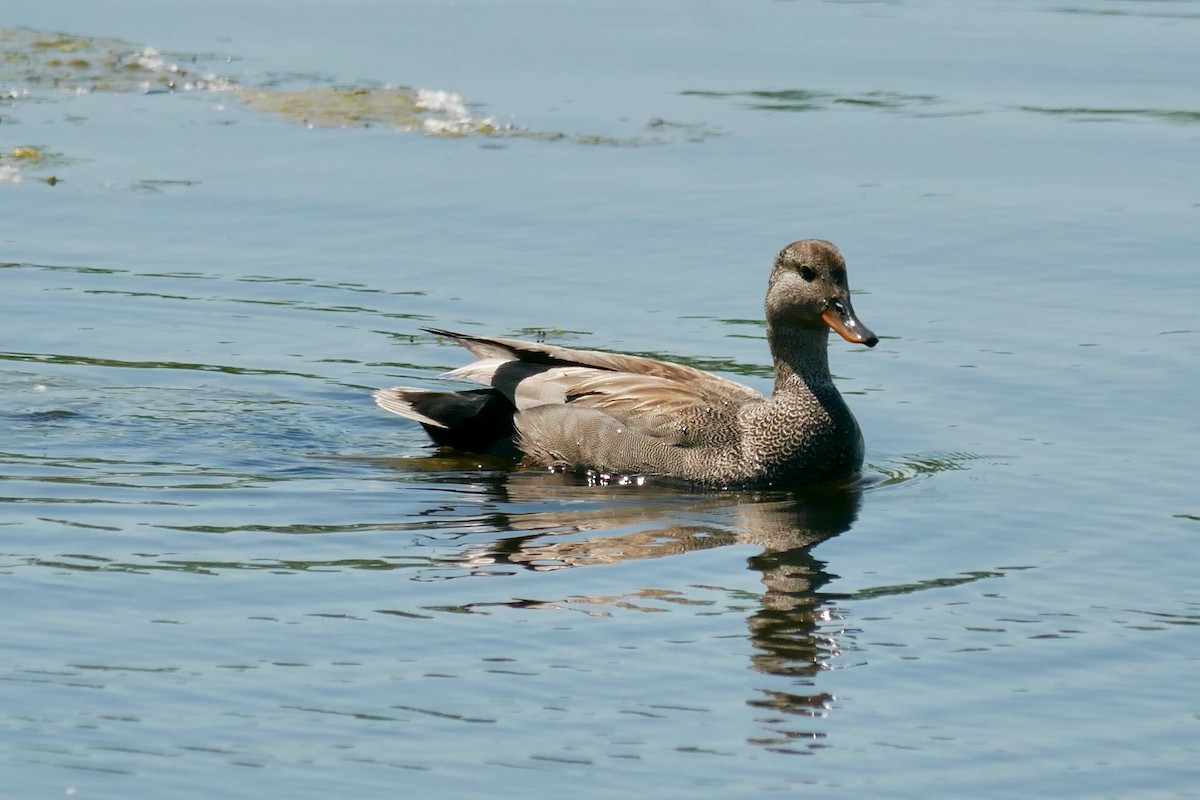 Gadwall - ML619997938