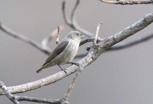 Thick-billed Flowerpecker - ML619997943