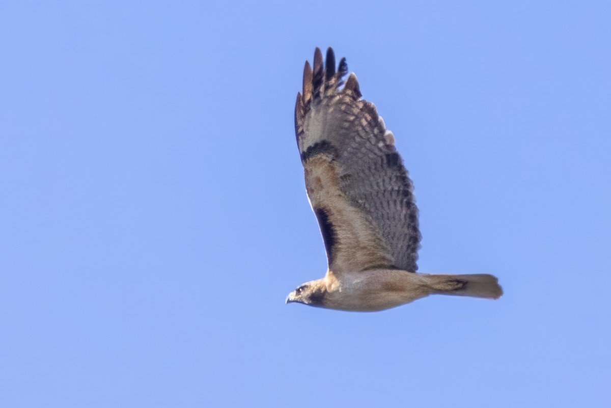 Red-tailed Hawk - ML619997945