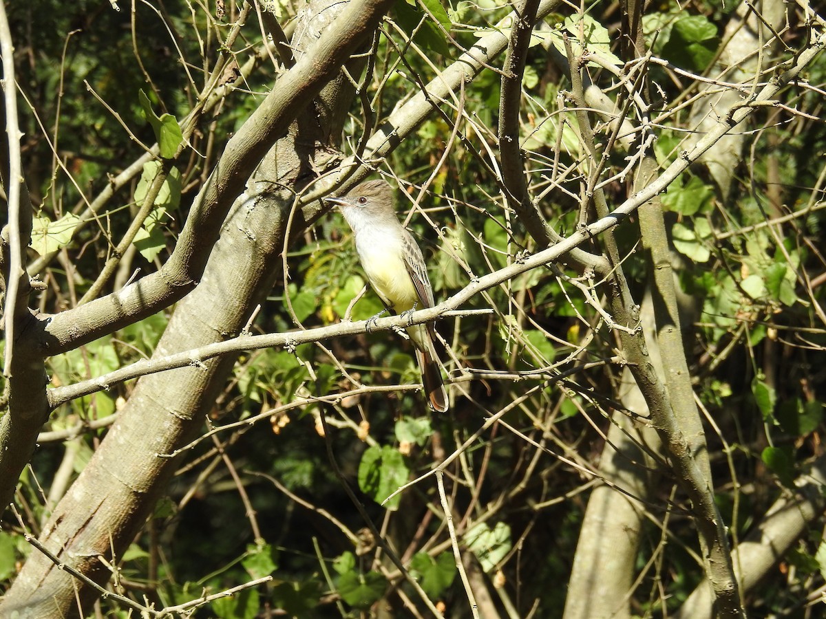 Brown-crested Flycatcher - ML619997950