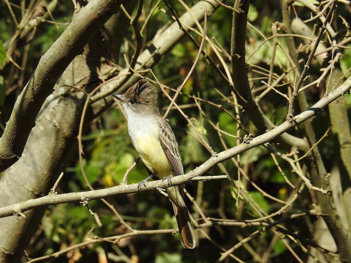 Brown-crested Flycatcher - ML619997951