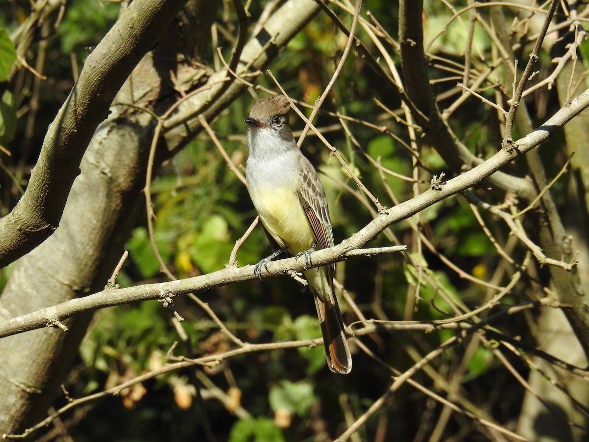 Brown-crested Flycatcher - ML619997952