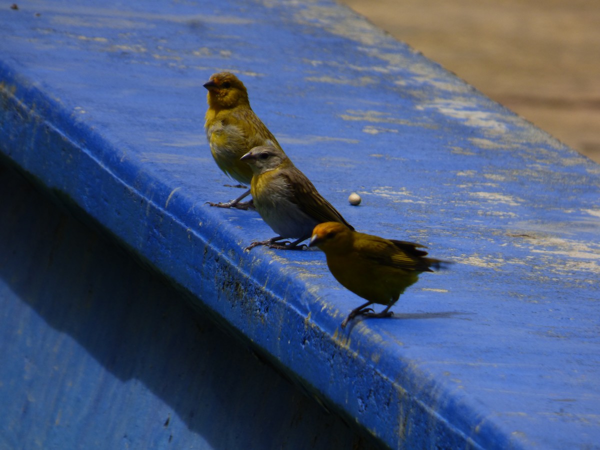 Saffron Finch - ML619997962