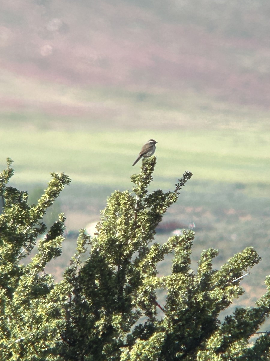 Black-throated Sparrow - ML619997964