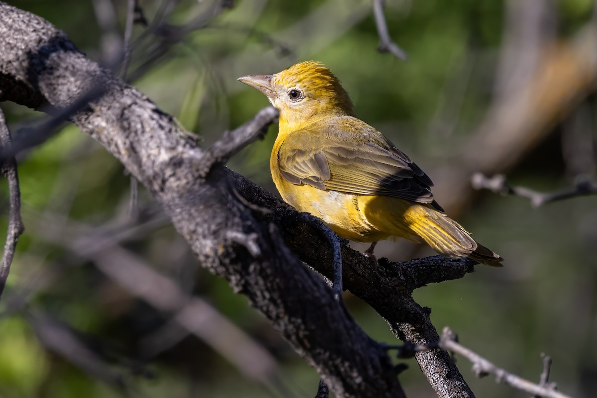 Summer Tanager - Sandy & Bob Sipe