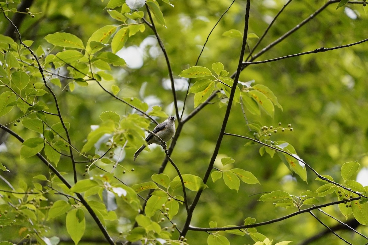 Tufted Titmouse - Steve Lindley