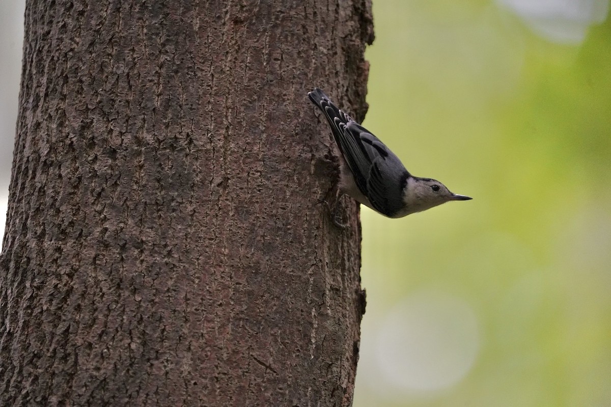 White-breasted Nuthatch - ML619997993