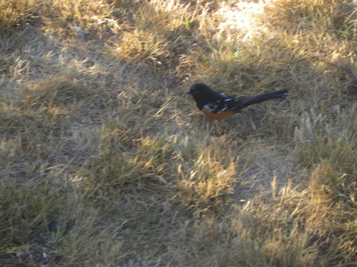 Spotted Towhee - ML619997997