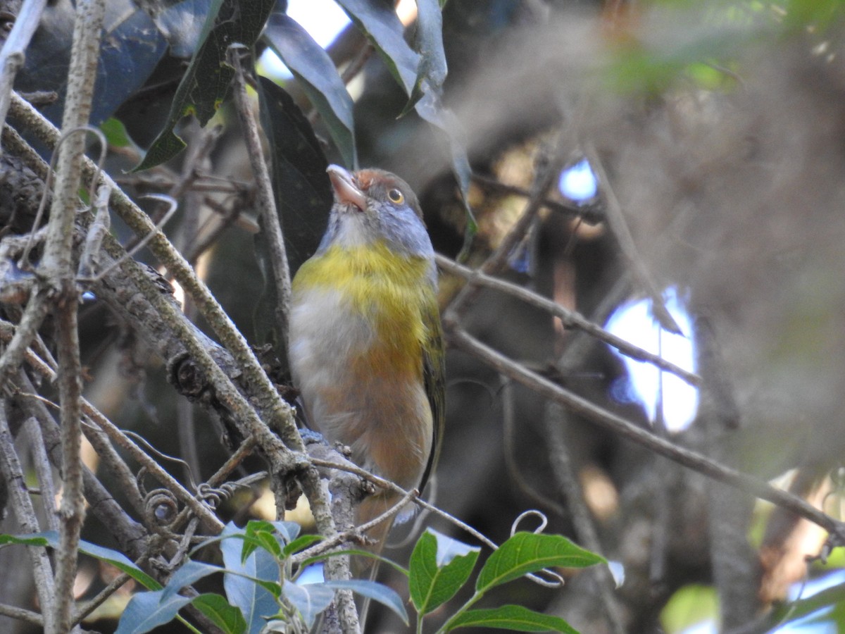 Rufous-browed Peppershrike - ML619997998